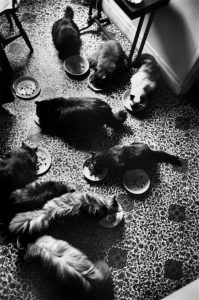 Leonor Fini's cats by Henri Cartier-Bresson, 1961