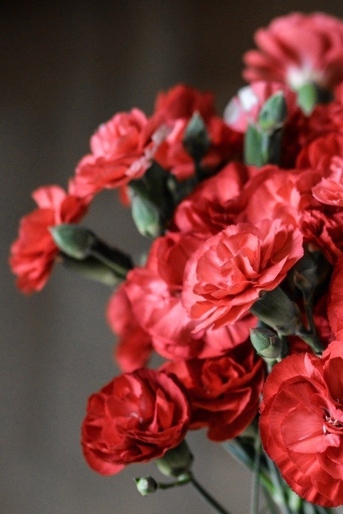 carnation-flowers-15152610684L4-1.jpg